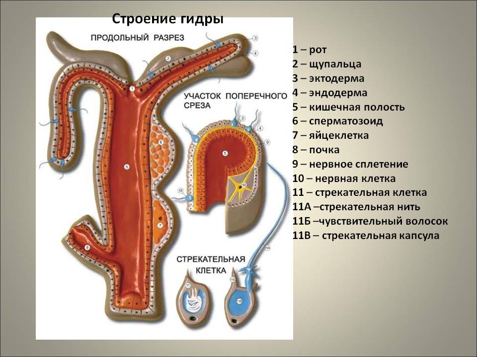 Кракен переходник ссылка