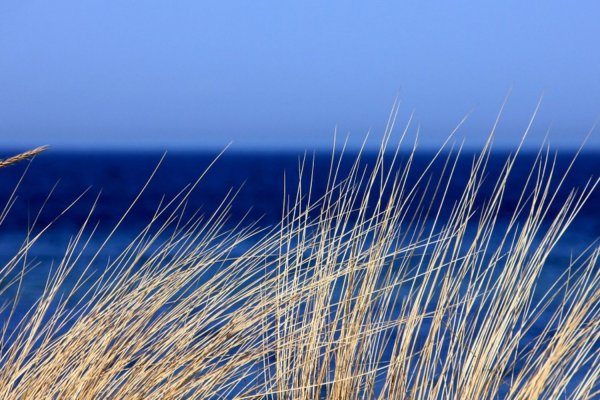 Кракен шоп krakenweb site